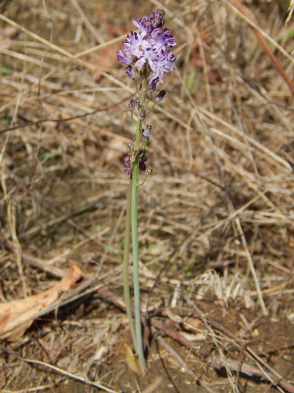 Prospero autumnale